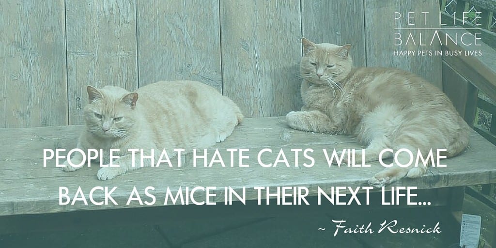 People that hate cats will come back as mice in their next life.