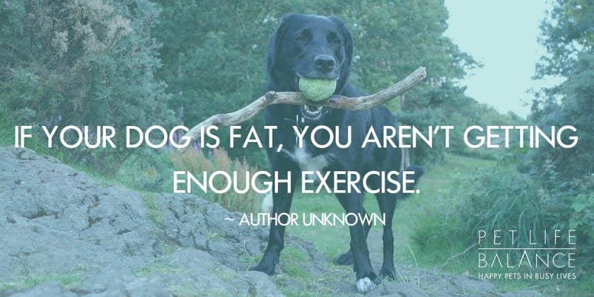 If your dog is fat, you aren’t getting enough exercise.